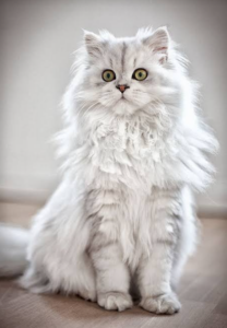 persian