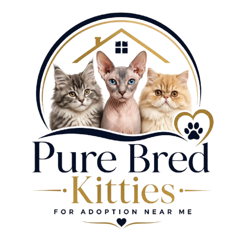 Pure Bred Kitties for Adoption Near Me