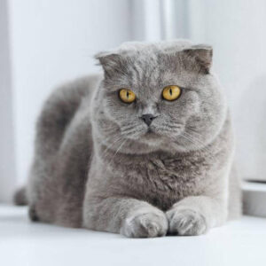 scottish-fold