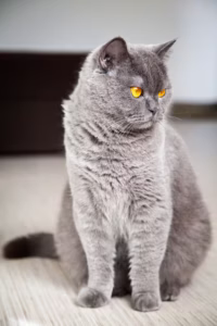 british-shorthair