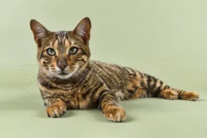 toyger