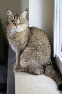 exotic-shorthair