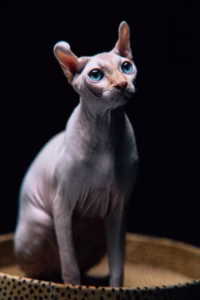 peterbald