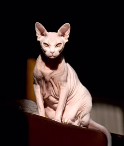 sphynx